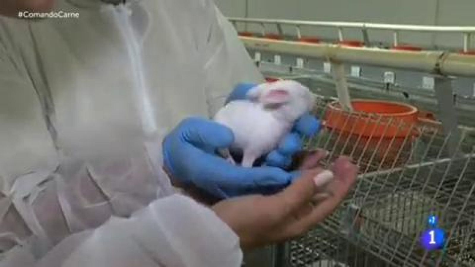 Comando Actualidad - Los reyes de la carne - Un pueblo de León, rey del conejo