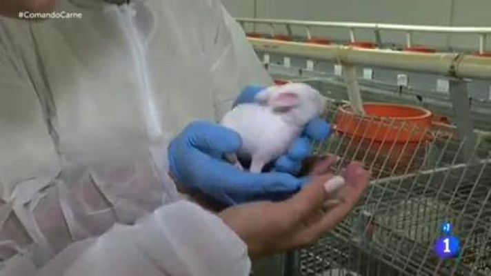 Comando Actualidad - Los reyes de la carne - Un pueblo de León, rey del conejo