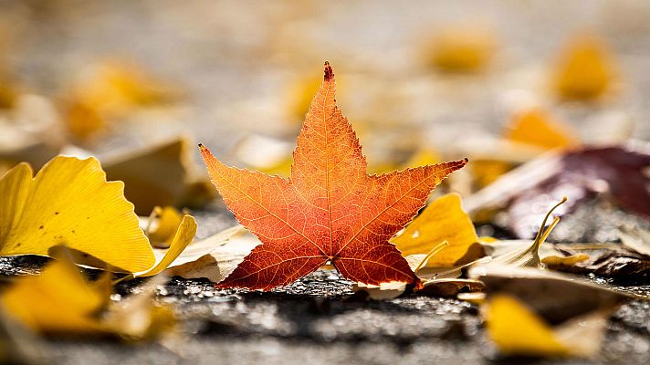 Informativo de Madrid - El Tiempo en la Comunidad de Madrid - 13/11/18