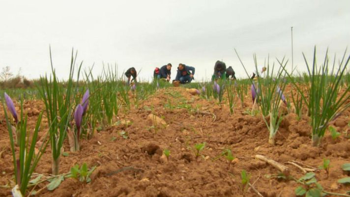 Aquí la Tierra - Madrugamos para coger azafrán