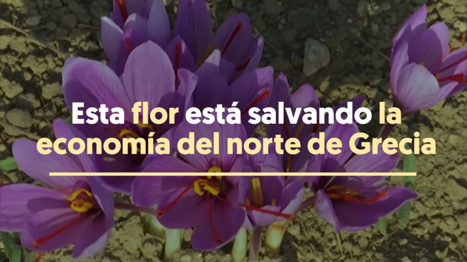 El cultivo de azafrán está salvando la economía de muchas familias en Grecia | Ver