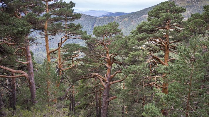 Informativo de Madrid - El Tiempo en la Comunidad de Madrid - 15/11/18