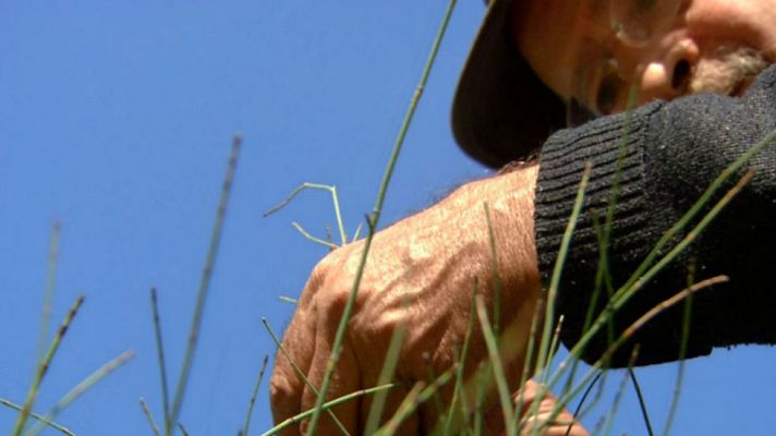 Aquí la Tierra - Juan Plantas y la cola de caballo