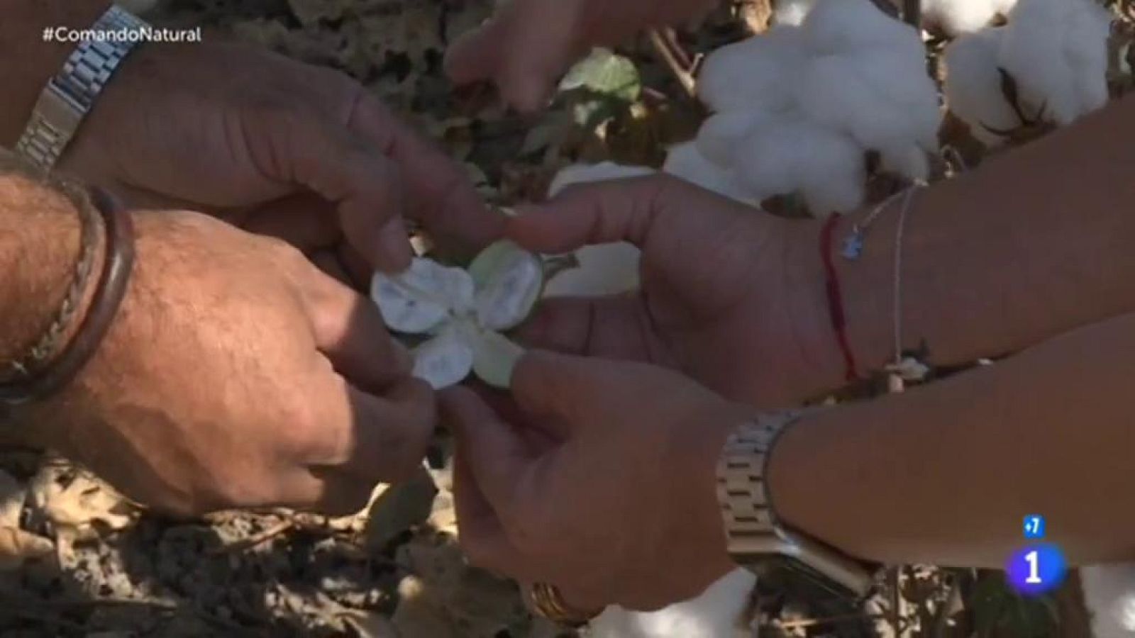 Comando Actualidad - 100% natural -  El extremo de lo natural