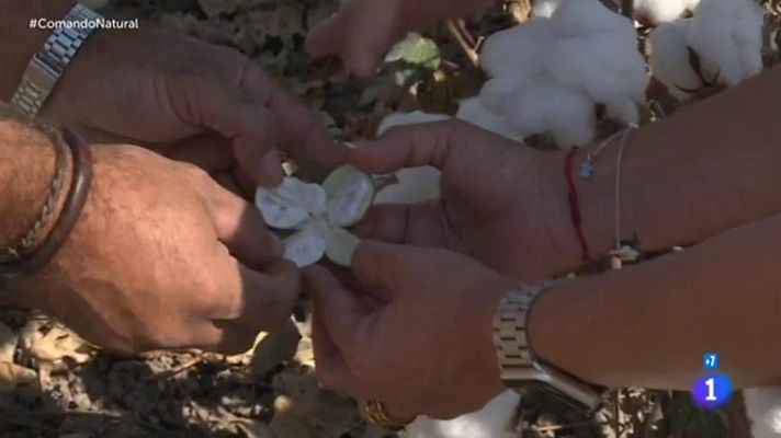 Comando Actualidad - 100% natural -  El extremo de lo natural