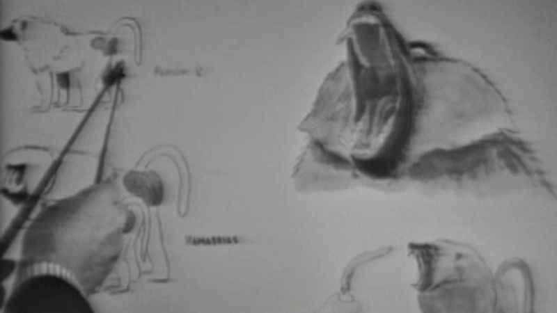 El planeta azul - Conducta animal