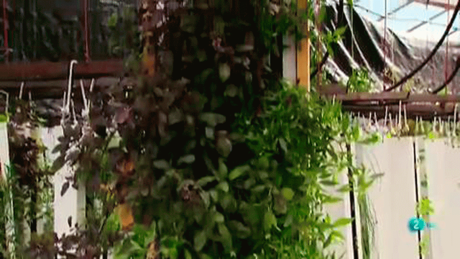 Huertos verticales hidropónicos #AventuraSaberNaturaleza