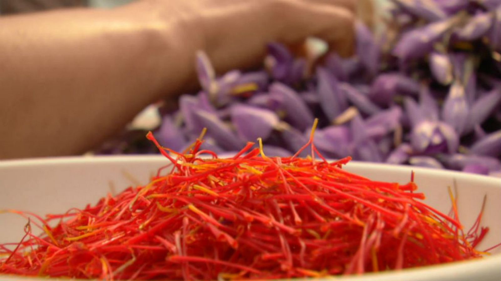 Oda al azafrán