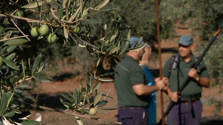 Aquí la Tierra - Las aceitunas de Arganda del Rey