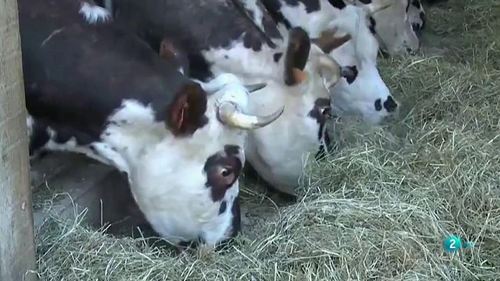 La 2 Noticias - Los cuernos de las vacas a votación en Suiza