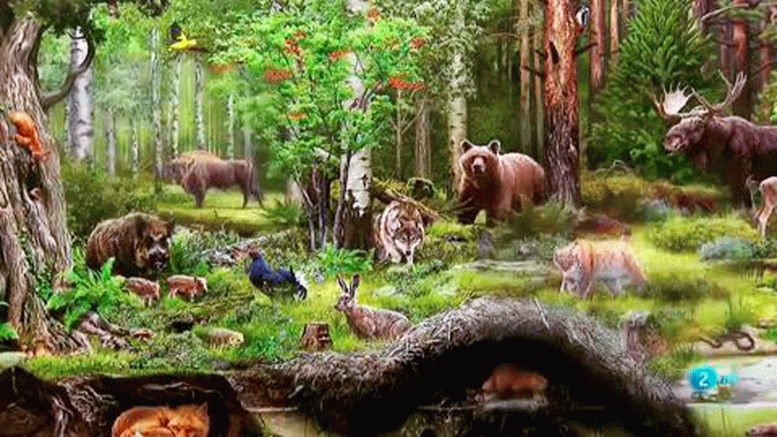 Illustraciencia Ilustracion Naturaleza #AventuraSaberNaturaleza