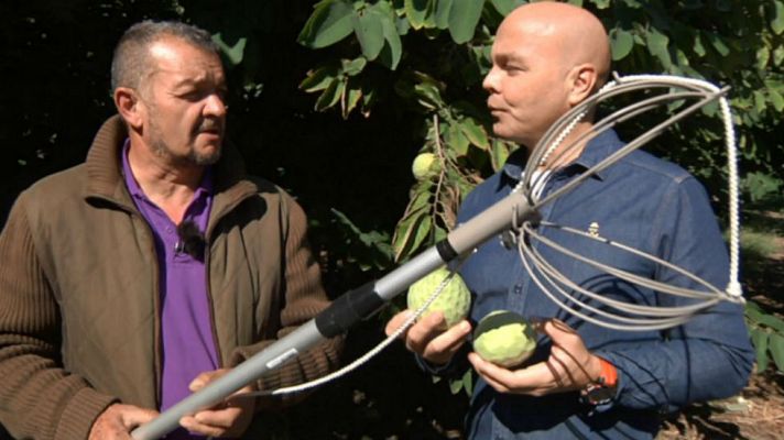 Aquí la Tierra - Chirimoya, la fruta de los dioses