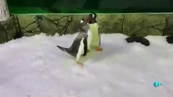 La 2 Noticias - La homosexualidad en los animales