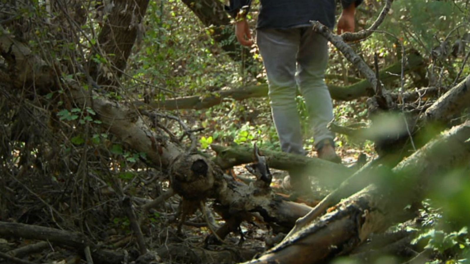 Luismi y el bosque galería