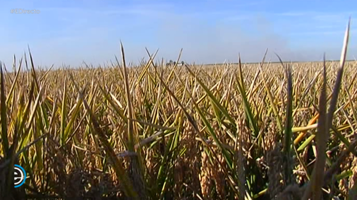 España Directo - España Directo - 28/11/18