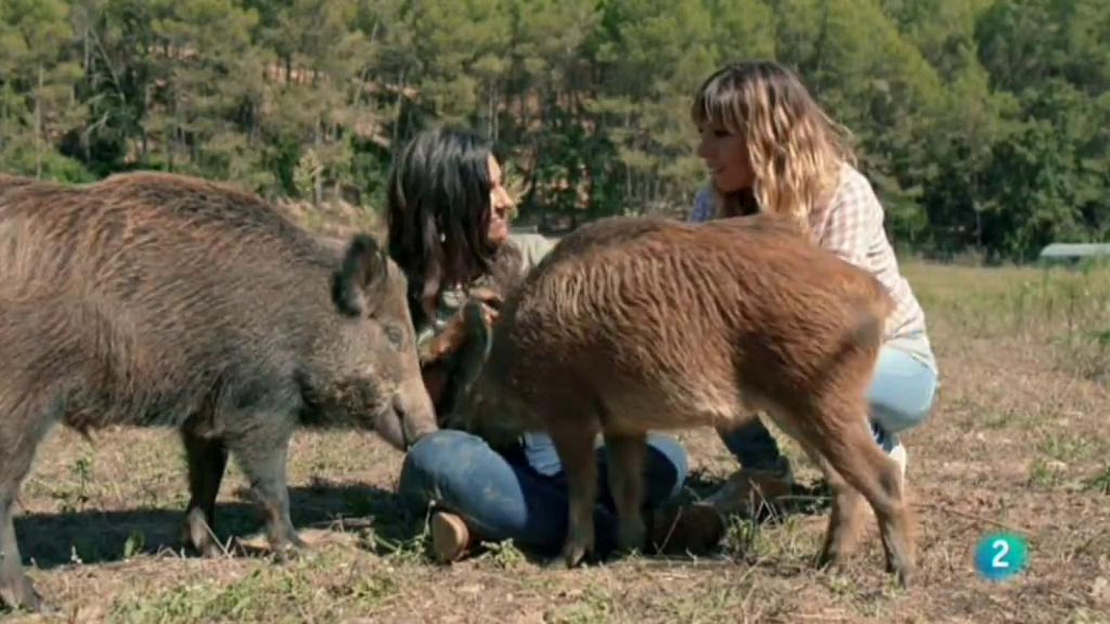 La meva mascota i jo - La reserva Wild Forest