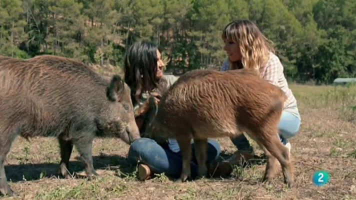 La meva mascota i jo - La reserva Wild Forest