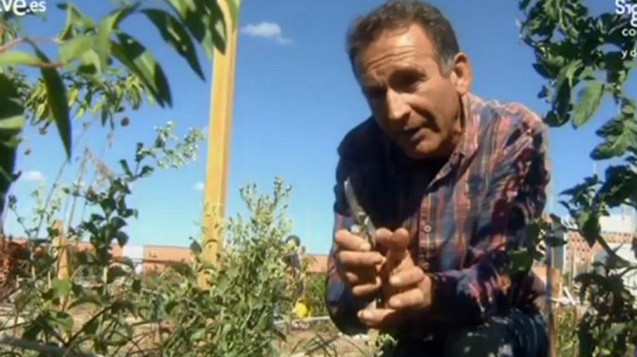 Aquí la Tierra - Plantamos estevia