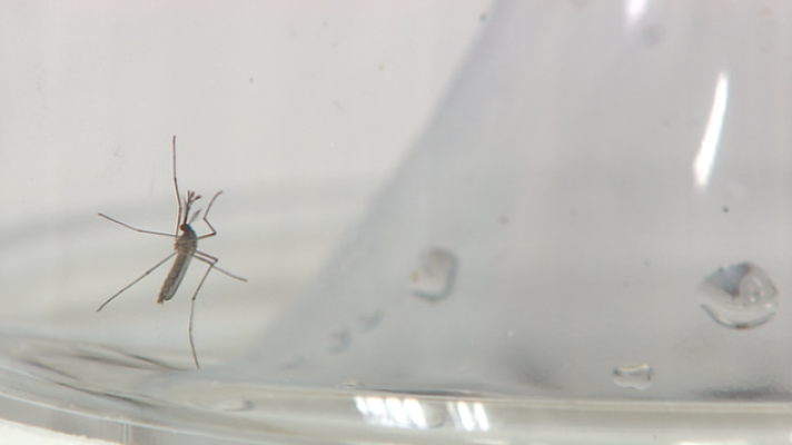 Doble Hélice - Doble Hélice - Enfermedades tropicales