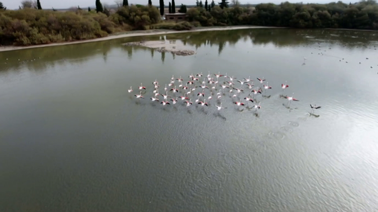 Jara y sedal - Carreras en la campiña - ver ahora