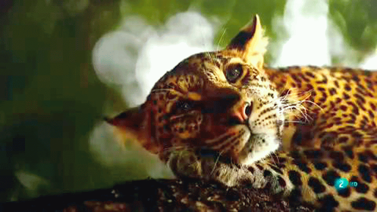 La aventura del saber Wildlife Photographer of the Year 2018