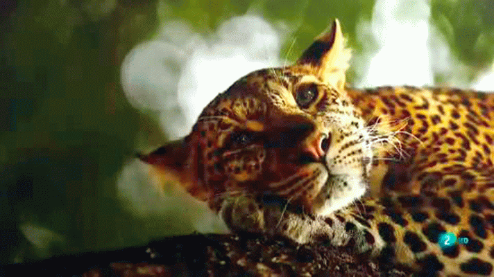 La aventura del Saber - Exposición Wildlife