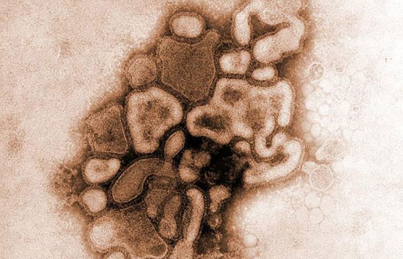 La OMS advierte de una posible epidemia de peste porcina