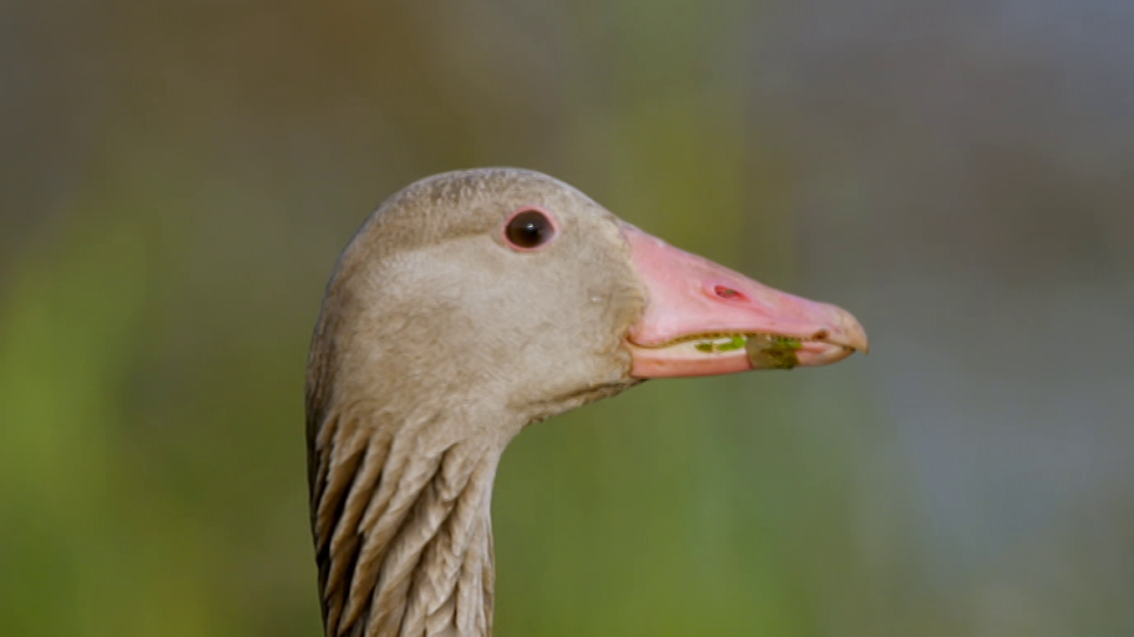Otros documentales - Planeta selva: bosques de ribera, Danubio - ver ahora