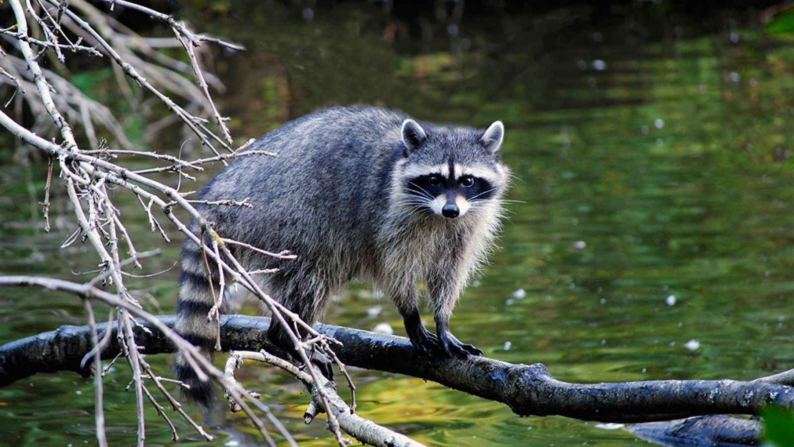 Grandes documentales - Las islas más salvajes: Vancouver, ríos de vida  - ver ahora