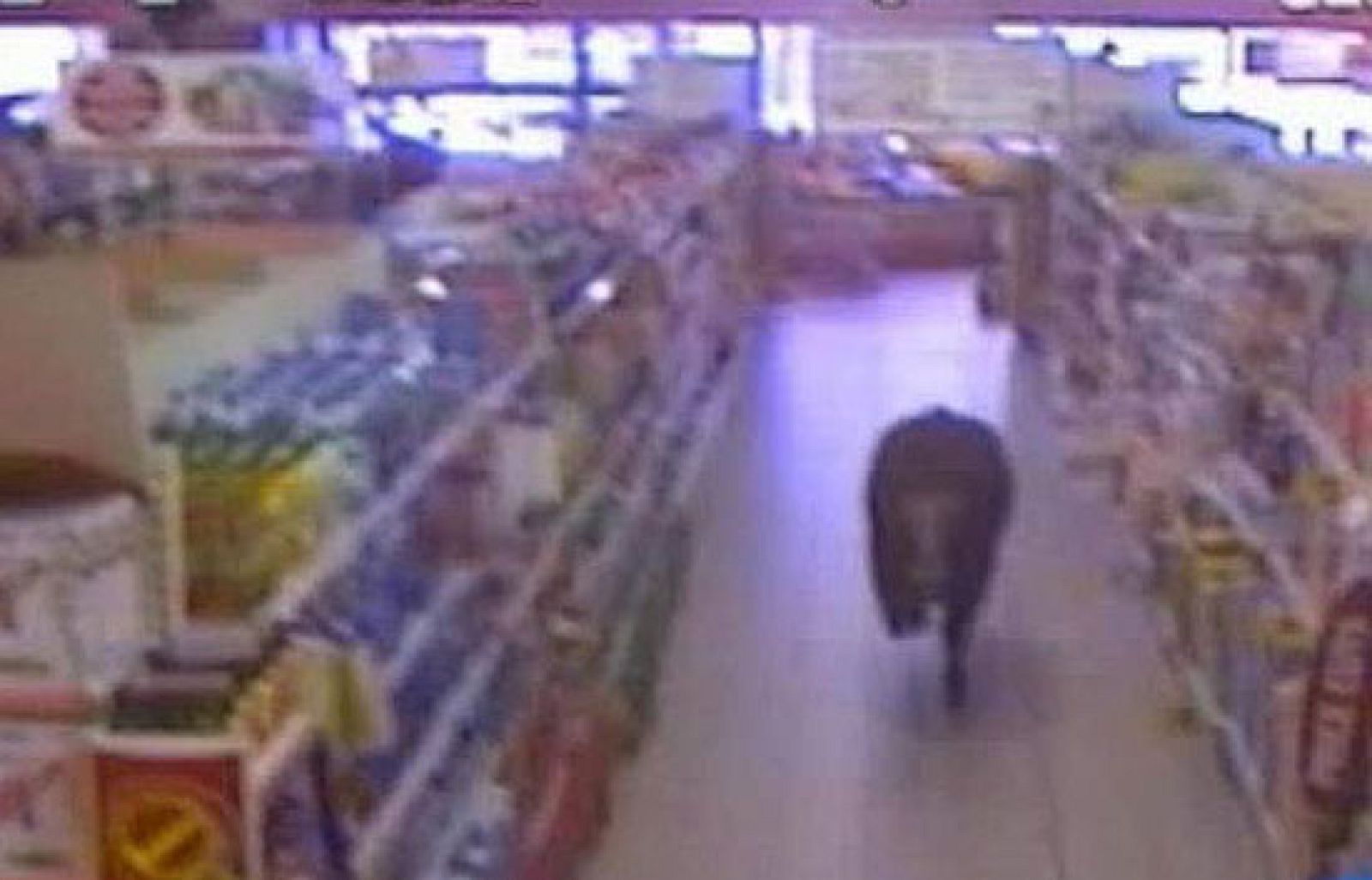 Un buey se cuela en un supermercado en Irlanda | Ver