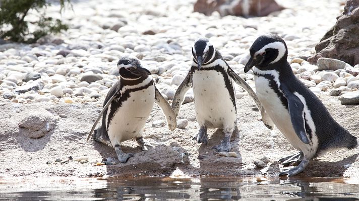 Grandes documentales - Las islas más salvajes:Malvinas, el paraíso de los pingüinos