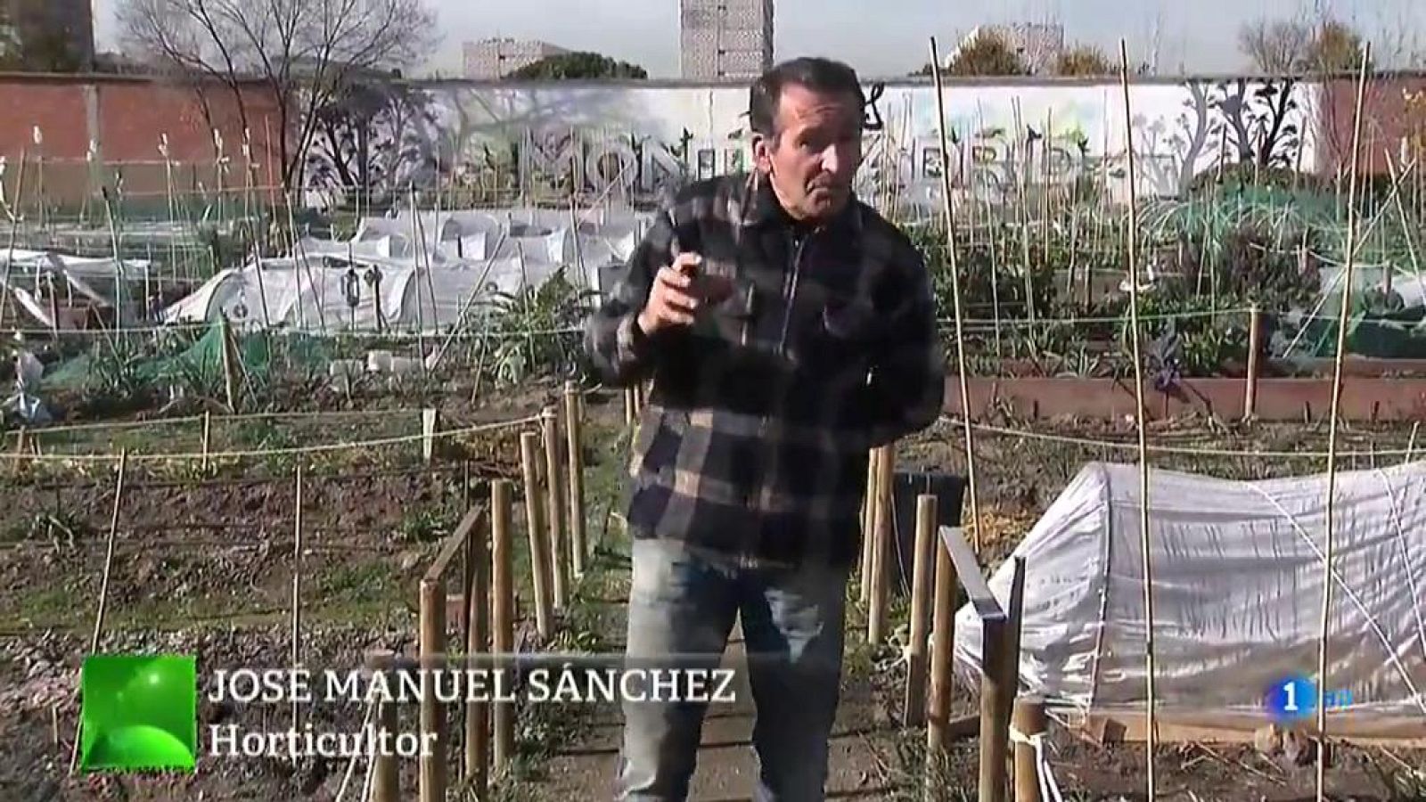 Una buena cosecha de escarola