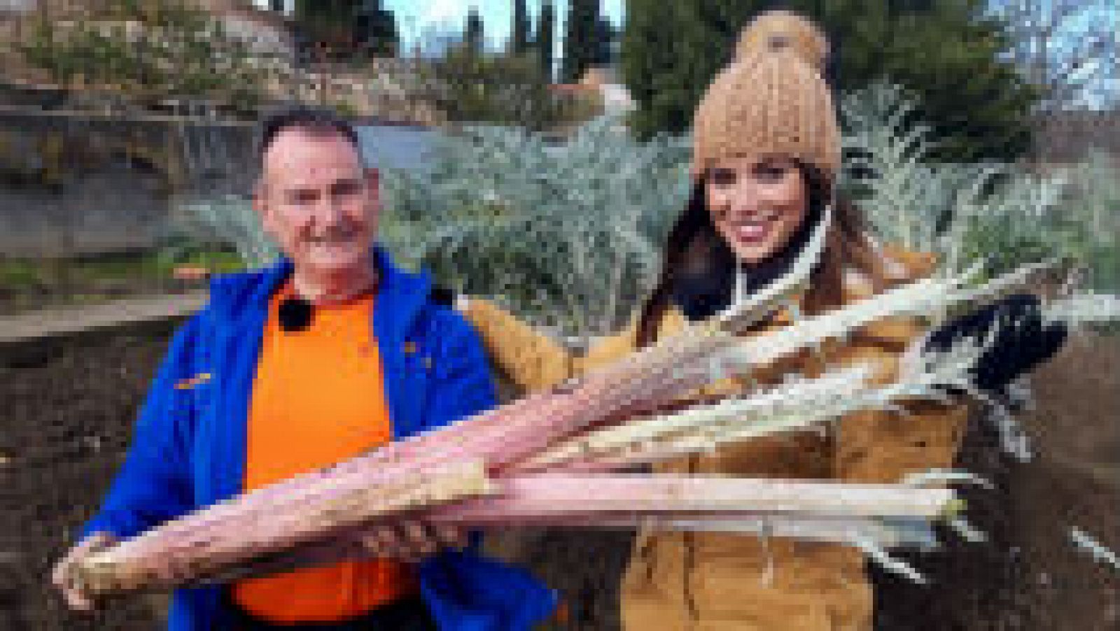 El cardo premium de Ágreda