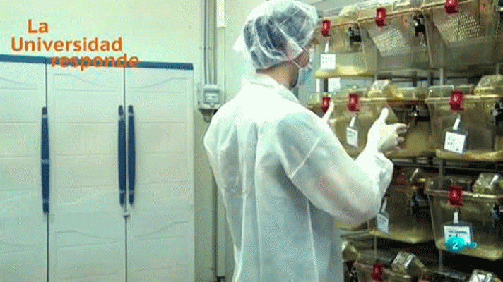 La aventura del Saber - ¿Por qué usamos animales en la investigación en biomedicina?