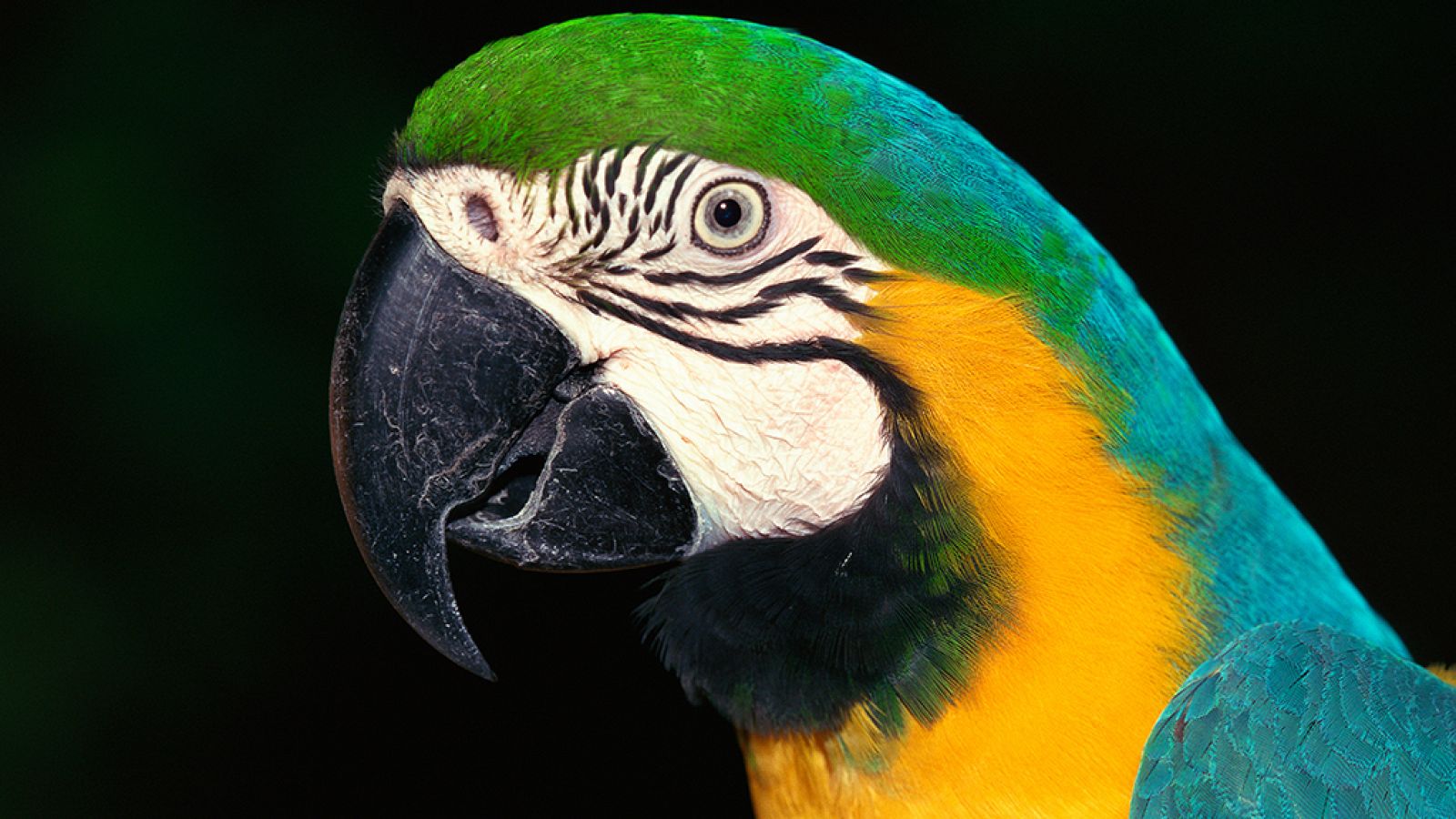 Grandes documentales - Latinoamérica salvaje: La Amazonia, una selva muchos mundos - ver ahora