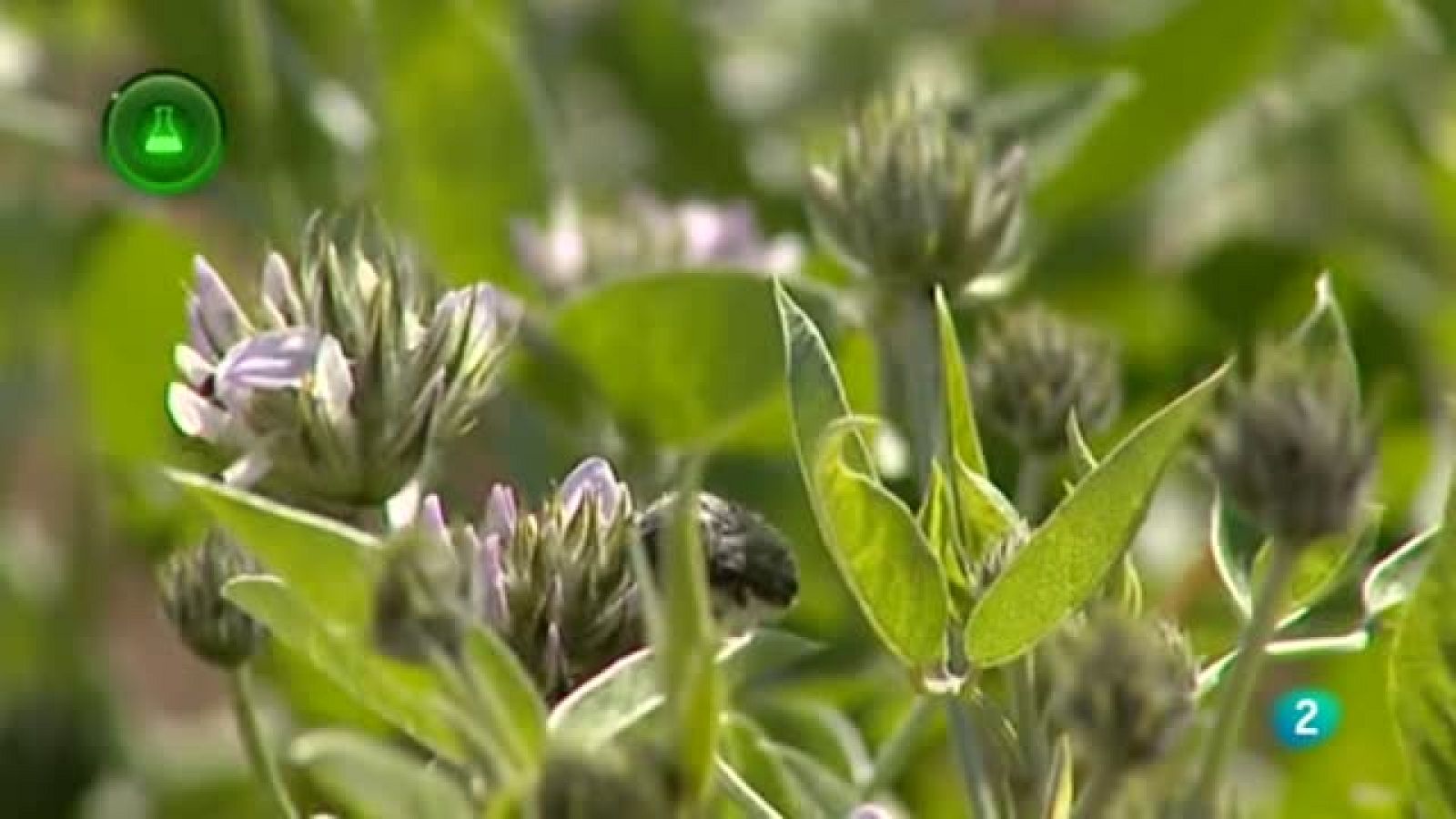 Laboratio de ideas, Tedera