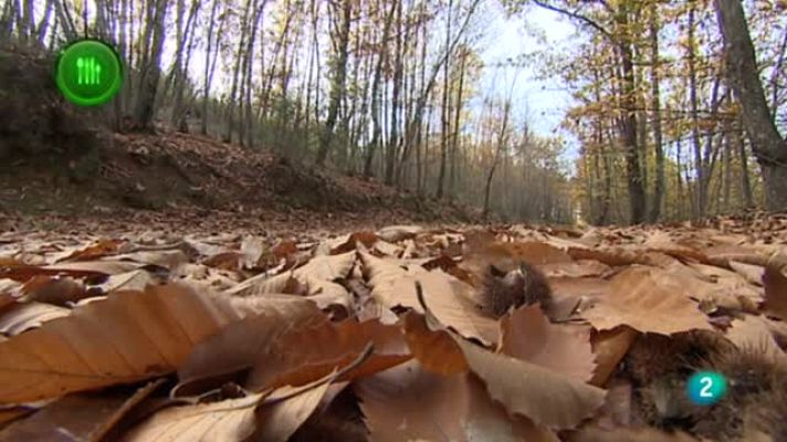 Agrosfera - Castañas