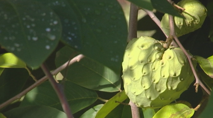 Lab24 - Hortofruticultura mejorada