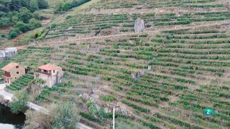 La Ribeira Sacra vino La aventura del saber