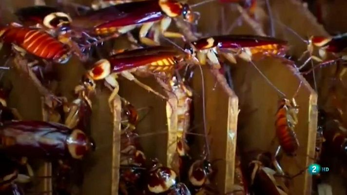 La 2 Noticias - Granjas de cucarachas