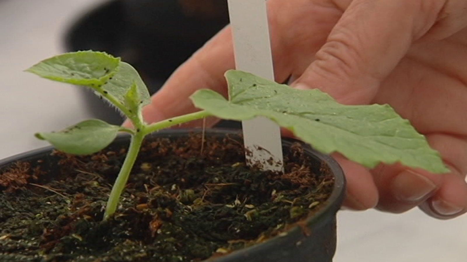 Lab24 - Propiedad Industrial y Hortofruticultura mejorada - ver ahora