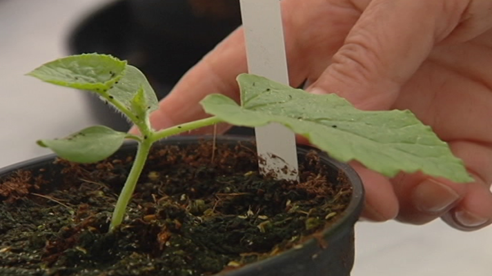 Lab24 - Propiedad Industrial y Hortofruticultura mejorada