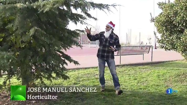 Aquí la Tierra - El legendario madroño