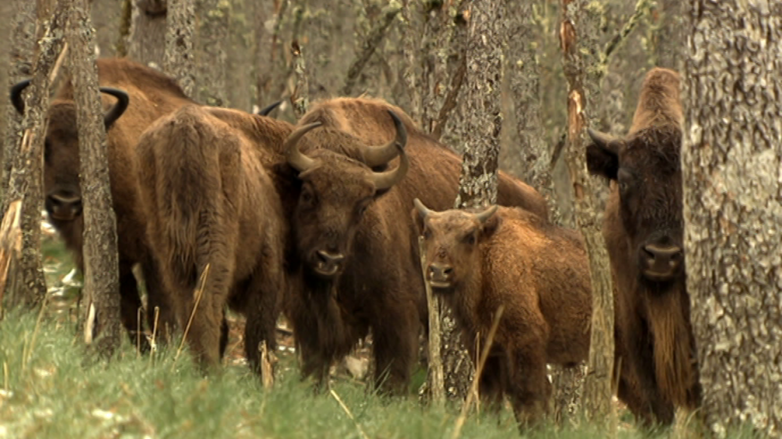 Jara y sedal - Bisonte europeo. Una historia de esperanza - ver ahora
