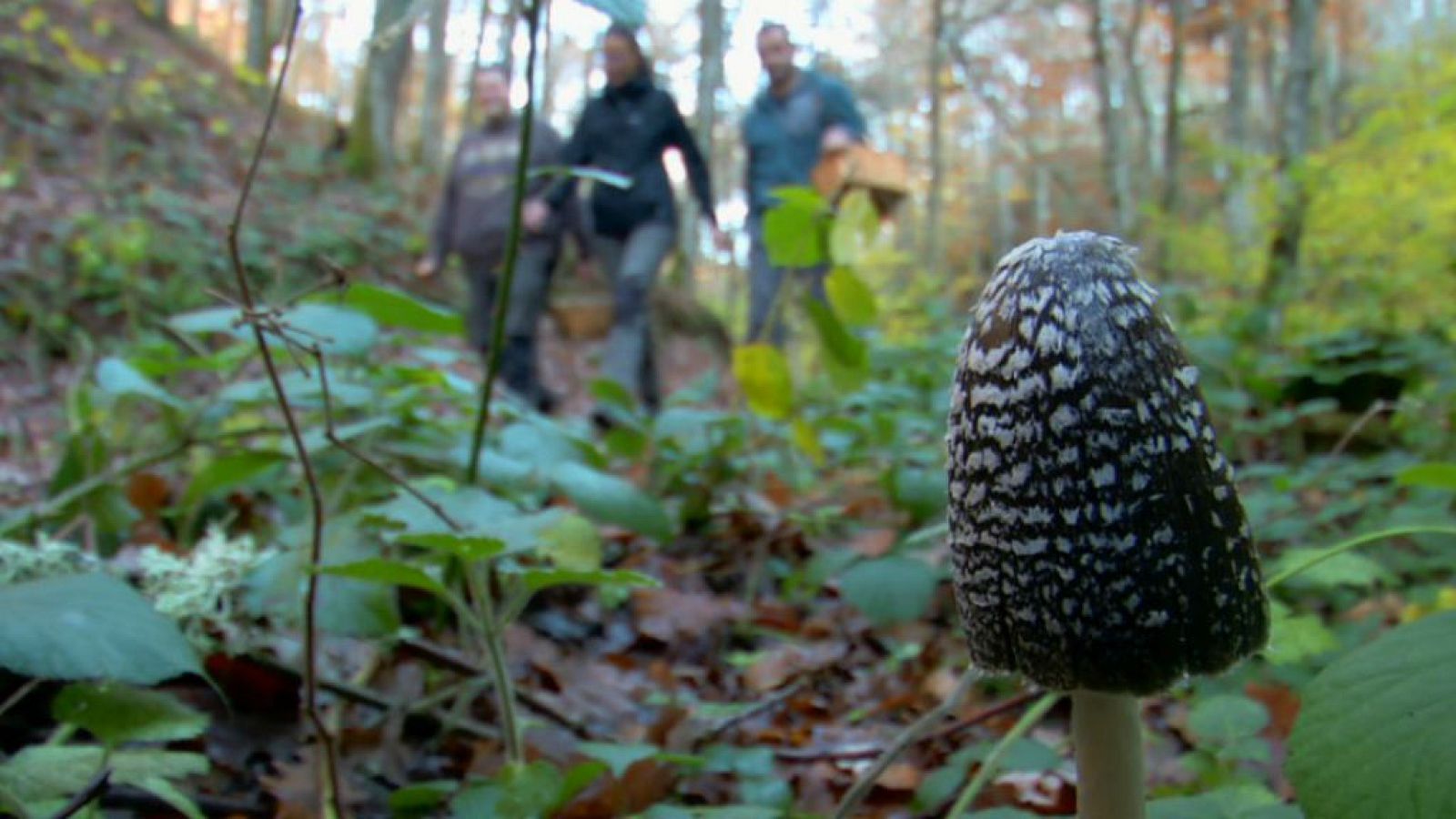 ¿Para qué uso esta seta venenosa?