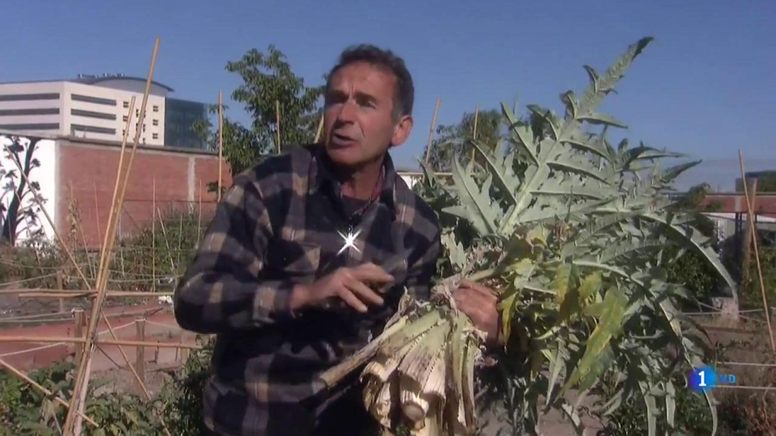 Cómo se cultiva el cardo | Ver