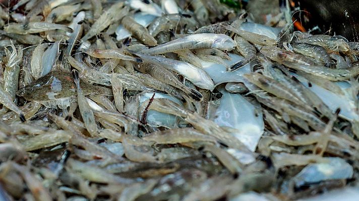 Telediario 1 - Prácticamente todas las especies comerciales de peces tienen en su interior restos de microplásticos