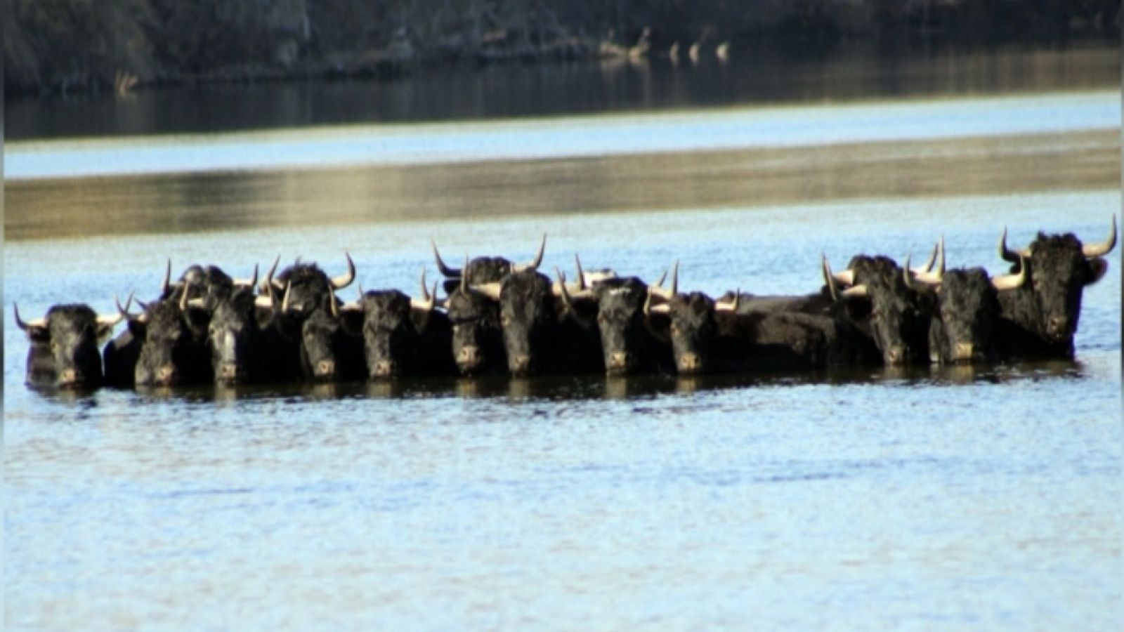 Tendido cero - 29/12/18 - ver ahora