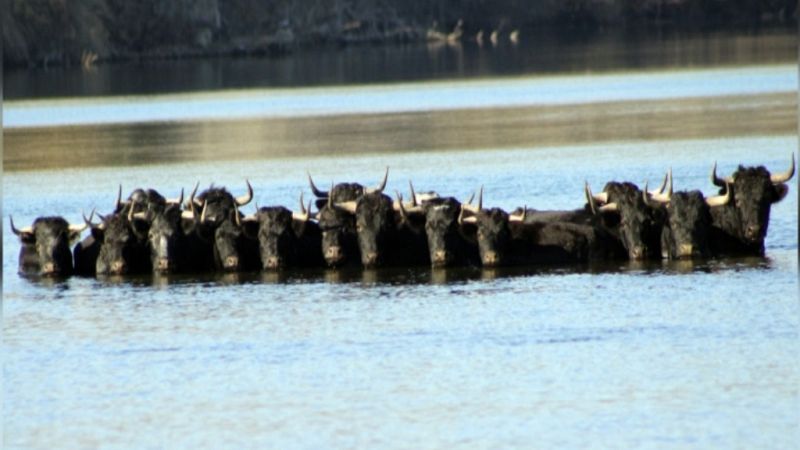 Tendido cero - 29/12/18 - ver ahora
