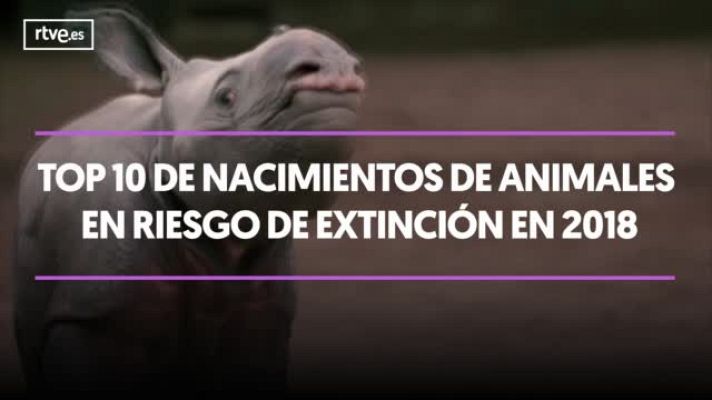 LAB RTVE - TOP 10 nacimientos de animales en riesgo de extinción